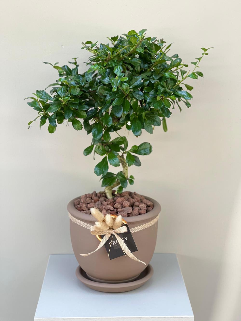 Zelkova Bonsai